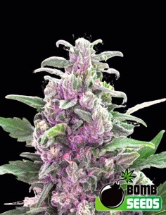 THC Bomb Samen (Bomb Seeds) 💣 Hoher Ertrag