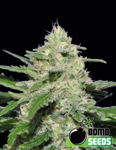 Widow Bomb Seeds (Bomb Seeds) 💣 Strong High