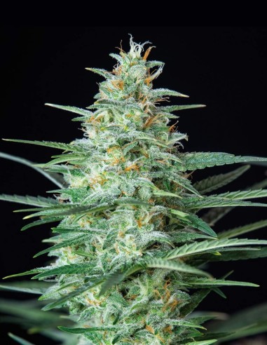 Semi Red Dwarf Auto (Buddha Seeds) 🌱 Compatta