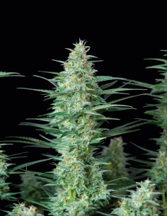 Semi Red Dwarf Auto (Buddha Seeds) 🌱 Compatta 2