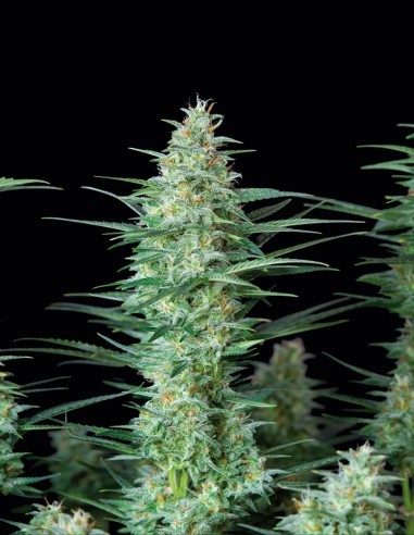 Semi Red Dwarf Auto (Buddha Seeds) 🌱 Compatta