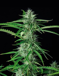 Syrup Auto Seeds (Buddha Seeds) 🌿 Relaxing Indica