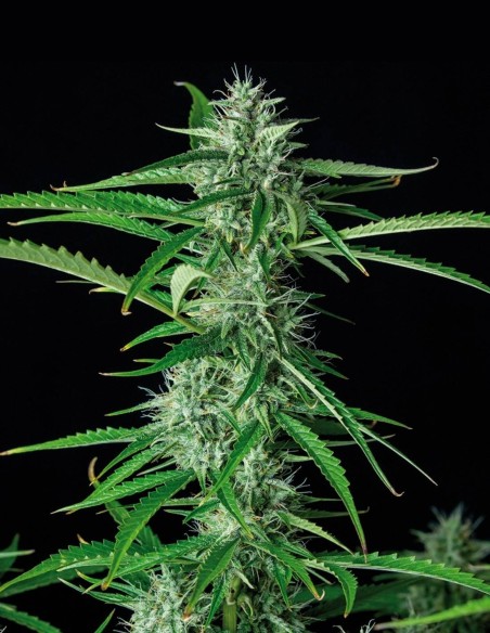 Syrup Auto Seeds (Buddha Seeds) 🌿 Relaxing Indica