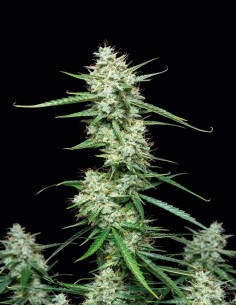 Syrup Auto Seeds (Buddha Seeds) 🌿 Relaxing Indica 2