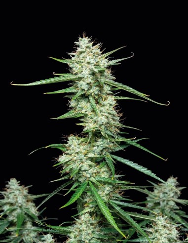 Syrup Auto Seeds (Buddha Seeds) 🌿 Relaxing Indica