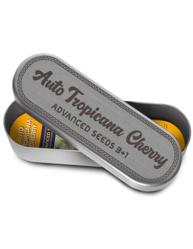Tropicana Cherry Auto Seeds (Advanced Seeds) 🍒 Fruity Power