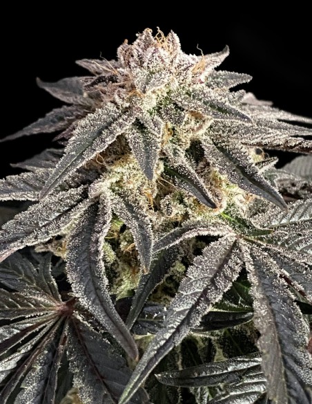Permanent Marker Seeds (Advanced Seeds) 💥 Extreme Power