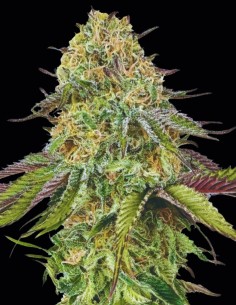 Lemon Cherry Gelato Auto Seeds (00 Seeds) 🍋 Potent