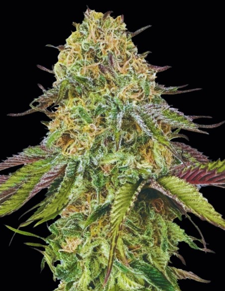 Lemon Cherry Gelato Auto Seeds (00 Seeds) 🍋 Potent