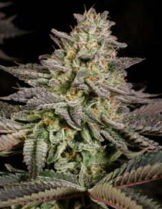 Mandarin Cookies Auto Samen (00 Seeds) 🍊 Aromatisch