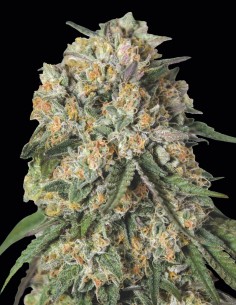 Lemon Cherry Gelato Seeds (00 Seeds) 🍋 Citrus Punch