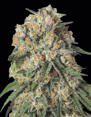 Lemon Cherry Gelato Seeds (00 Seeds) 🍋 Citrus Punch