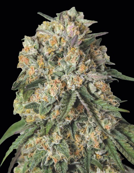 Lemon Cherry Gelato Seeds (00 Seeds) 🍋 Citrus Punch
