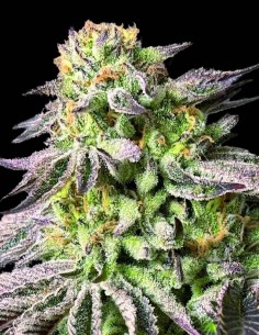 Semi Zunami Peach (00 Seeds) 🍑 Sapore Dolce