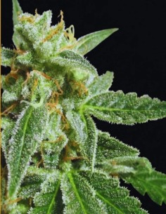 Fruity Thai Samen (Ceres Seeds) 🌴 Tropische Power