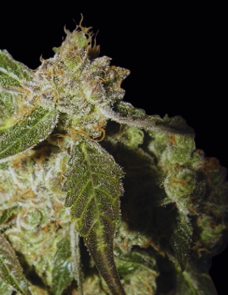 Semillas de White Panther (Ceres Seeds) 🌱 Colocón Suave