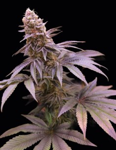 Blue Applez Seeds (Dutch Passion Seeds) 🍎 High THC