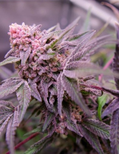 Blue Applez Seeds (Dutch Passion Seeds) 🍎 High THC