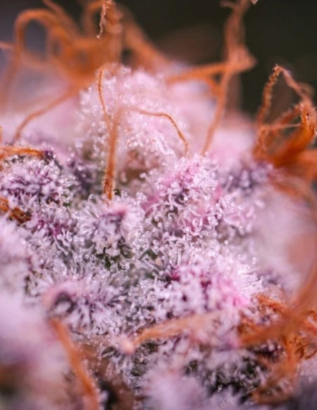 Blue Applez Seeds (Dutch Passion Seeds) 🍎 High THC