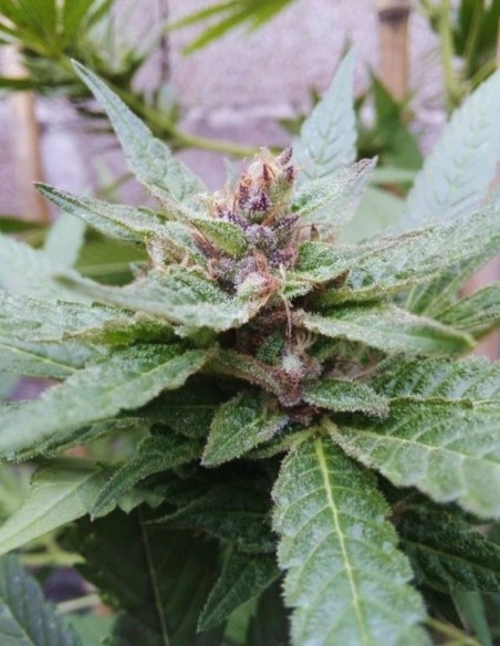 Caramelo (Delicious Seeds) Semi di Cannabis Femminizzati