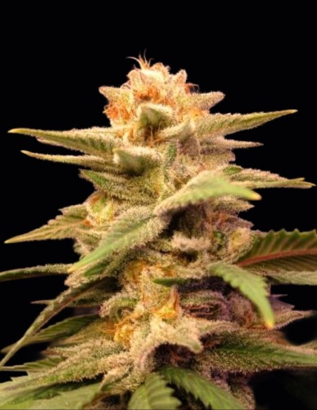 Semillas Caramelo Regular (Delicious Seeds) 🍬 Energizante