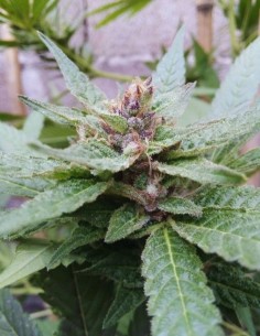 Semillas Caramelo Regular (Delicious Seeds) 🍬 Energizante 2