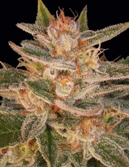 Delicious Candy Seeds (Delicious Seeds) 🧀 Cheese Power