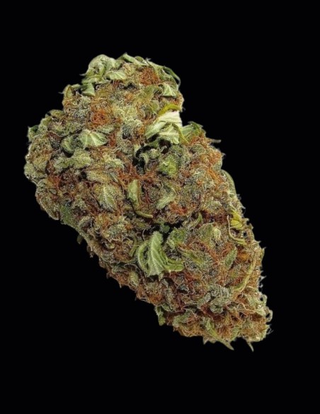 Delicious Candy Regular Samen (Delicious Seeds) 🍬 Entspannung