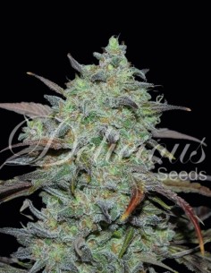 Graines Marmalate (Delicious Seeds) 🍬 Douce et Équilibrée