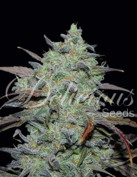 Marmalate Seeds (Delicious Seeds) 🍬 Sweet Balanced