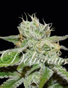 Semi Original Juan Herer Regular (Delicious Seeds) 🌿 Classica