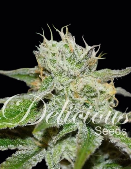 Semi Original Juan Herer Regular (Delicious Seeds) 🌿 Classica