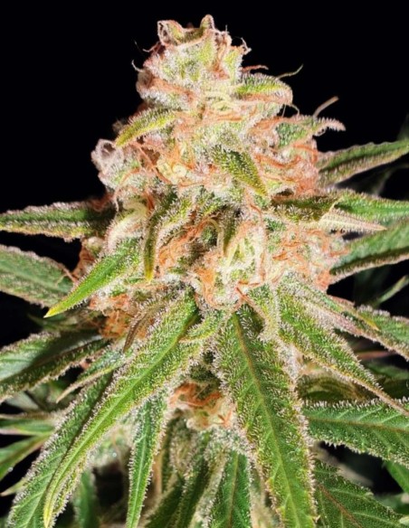 Semi Sugar Black Rose (Delicious Seeds) 🌴 Dolce Tropicale