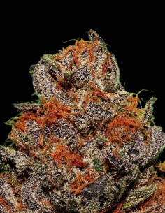 Semillas Unknown Kush Regular (Delicious Seeds) 🌿 Única