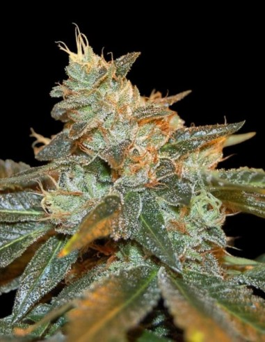 Cataract Kush Samen (DNA Genetics) 🔥 Starke Indica