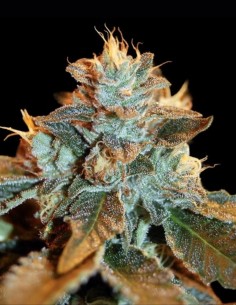Semi di Cataract Kush (DNA Genetics) 🔥 Indica Potente
