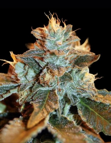 Cataract Kush Samen (DNA Genetics) 🔥 Starke Indica