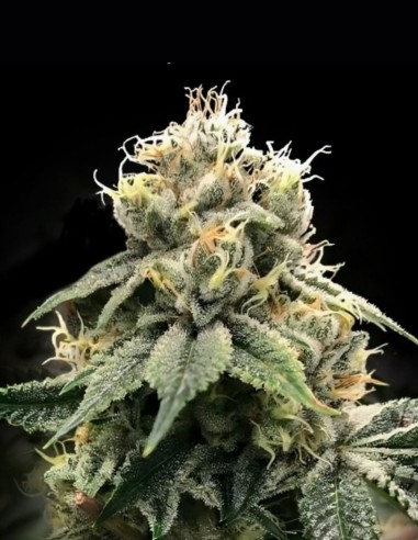 Chocolate Truffle Shuffle Seeds (DNA Genetics) 🍫 Sweet