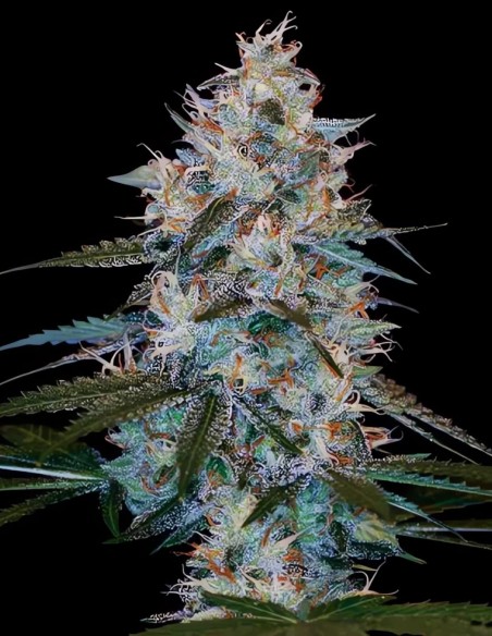 Graines de Chocolope Kush Regular (DNA Genetics) 🍫 Douce Sérénité