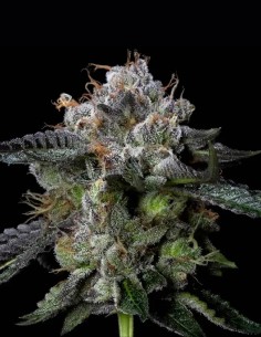 Semi di Four Prophets (DNA Genetics) 🌿 Effetto Rilassante