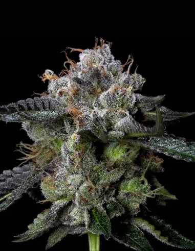 Four Prophets Seeds (DNA Genetics) 🌿 Relaxing High