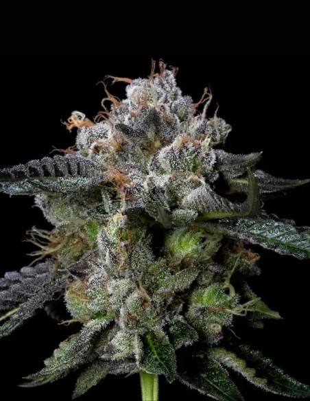 Four Prophets Seeds (DNA Genetics) 🌿 Relaxing High