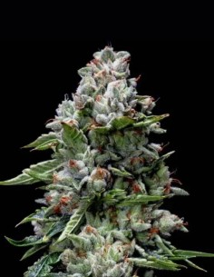 Semi di Kosher Kush (DNA Genetics) 🌿 Sonno Profondo