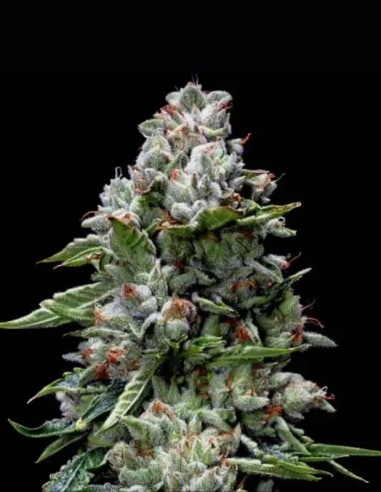 Kosher Kush Seeds (DNA Genetics) 🌿 Deep Sleep