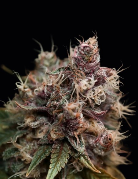 Semillas Blueberry Regular (Dutch Passion) 🍒 Dulce clásico