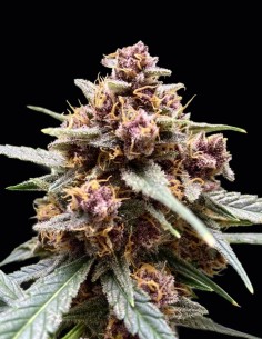 Durban Poison Samen (Dutch Passion) 🔥 Starke Wirkung
