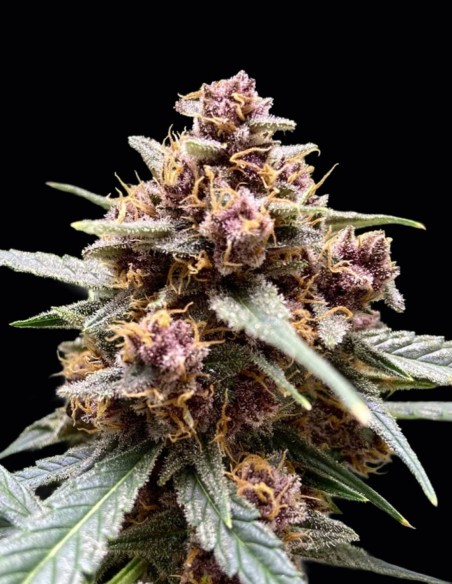 Semillas Durban Poison Regular (Dutch Passion) 🔥 Efecto potente