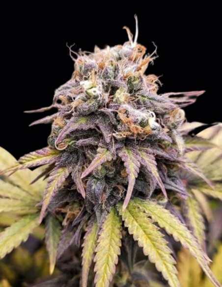 Semillas Euforia Regular (Dutch Passion) 💥 Skunk eufórica