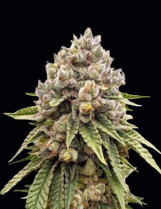 Semi di Ice Cream Haze (Dutch Passion) 🍦 Resa XXL