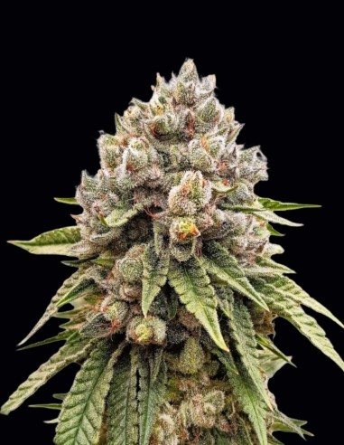 Ice Cream Haze Samen (Dutch Passion) 🍦 XXL-Erträge
